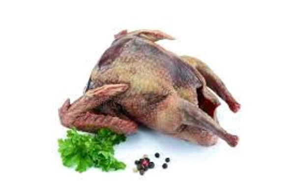 Pigeon  - 1 Pieces