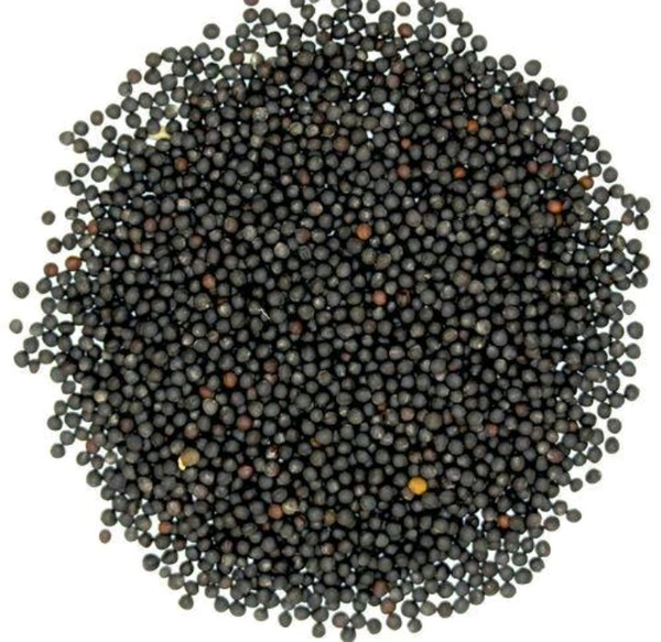 Black Mustard (Kala Xoriyah) - 100 Gms