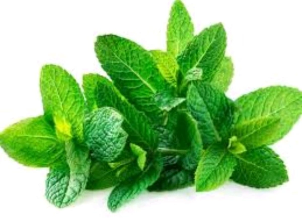 Mint ( Pudina ) - 1 Bunch