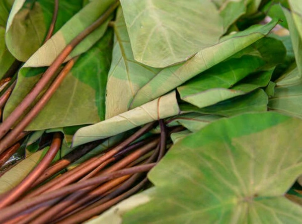 Colocasia Leaves ( Kosu ) - 1 Bunch