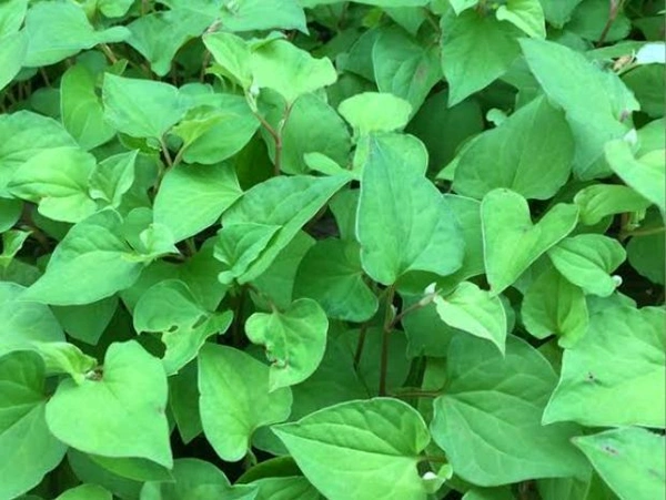 Fish Mint ( Mosundhori ) - 1 Bunch