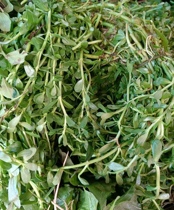 Brahmi  - 1 Bunch