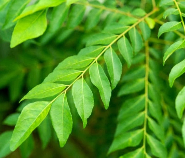 Curry Leaves ( Noroxinho )  - 1 Bunch