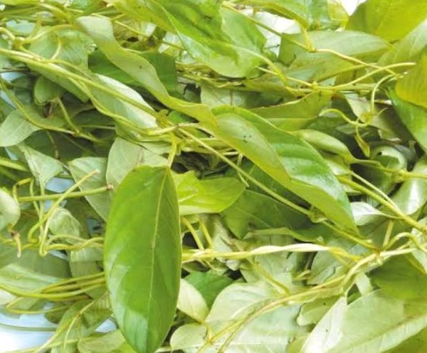 Skunt Vine ( Bhedailota ) - 1 Bunch