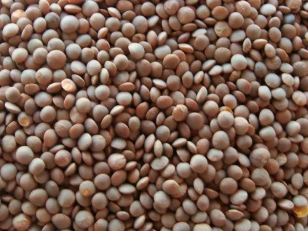 Masoor - Kg, Black