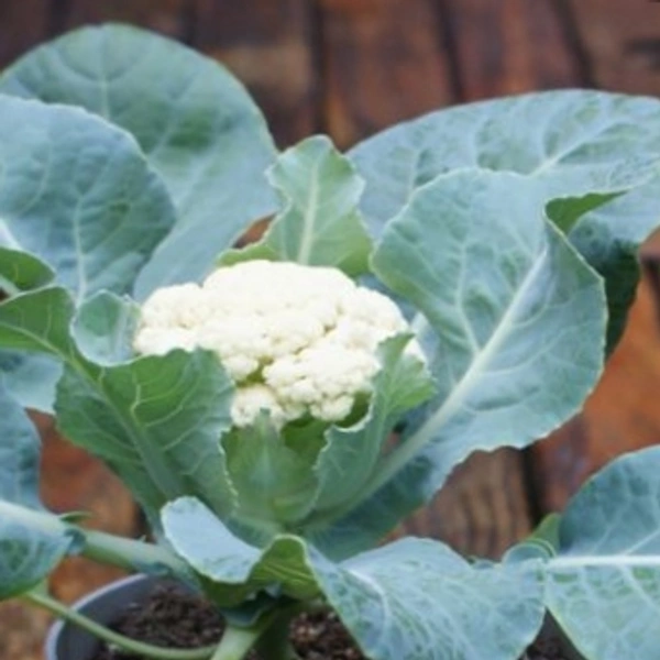 Cauliflower ( Gobhi ) - 1.5 Kg