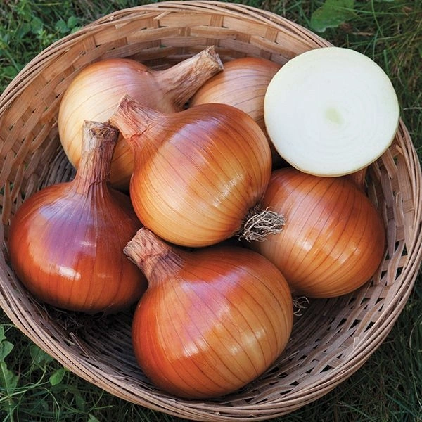 Onion Pyaj - 1 Kg