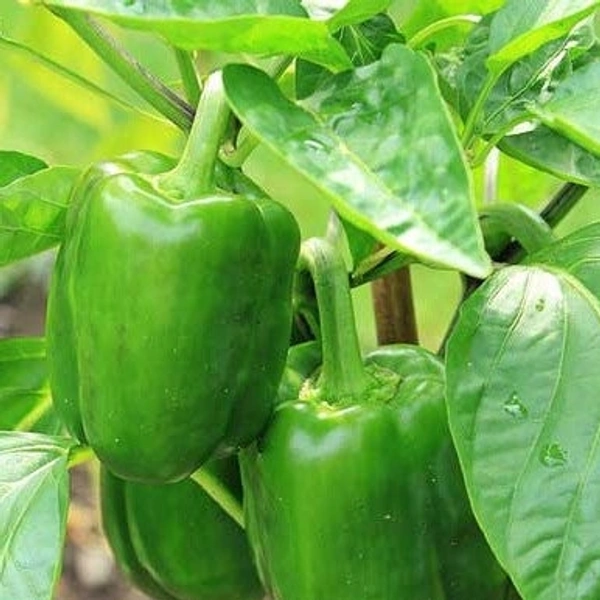 Capscium  ( Shimla mirch) - 1 Kg