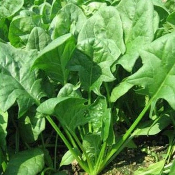 Spinach  - 1 Kg