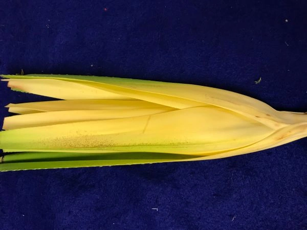 தாழம் பூ சர்பத் 