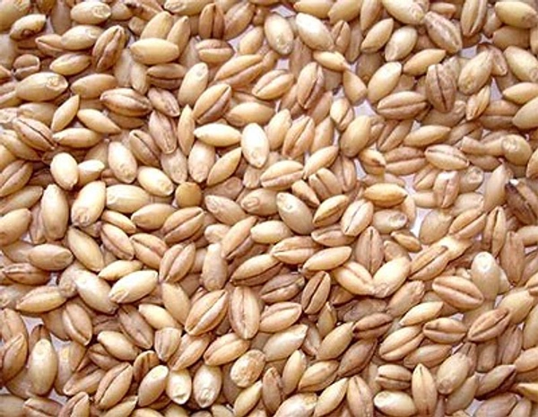 சம்பா கோதுமை 250gms