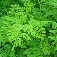 முருங்கை கீரை சாத பொடி 250gms