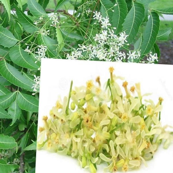 வேப்பம் பூ 250gms Dry 