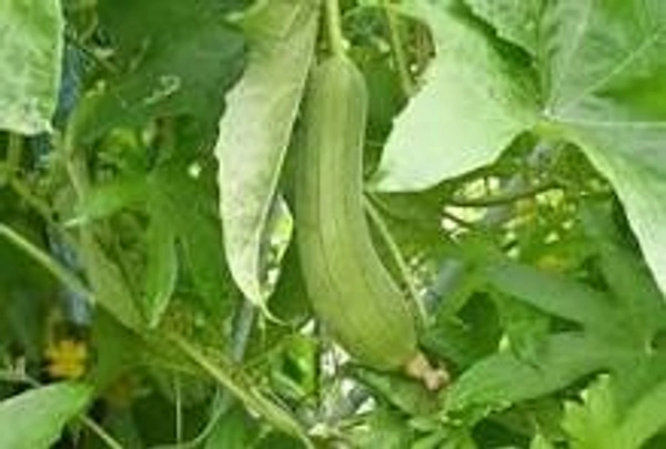  Sponge gourd (स्पंज लौकी) - 1kg