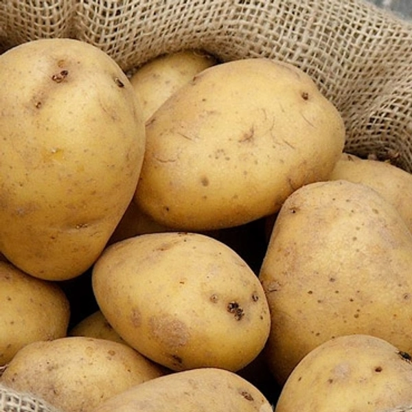 Potato Large - Salomie, Large