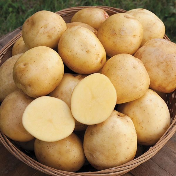 Potato Medium - Salomie, Medium