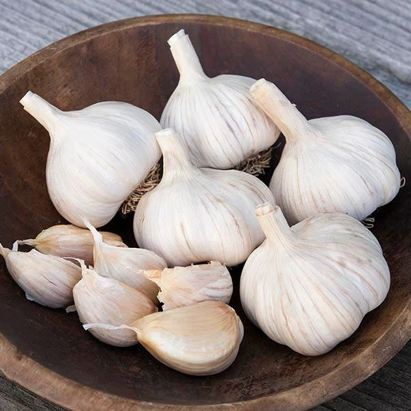 Garlic Medium