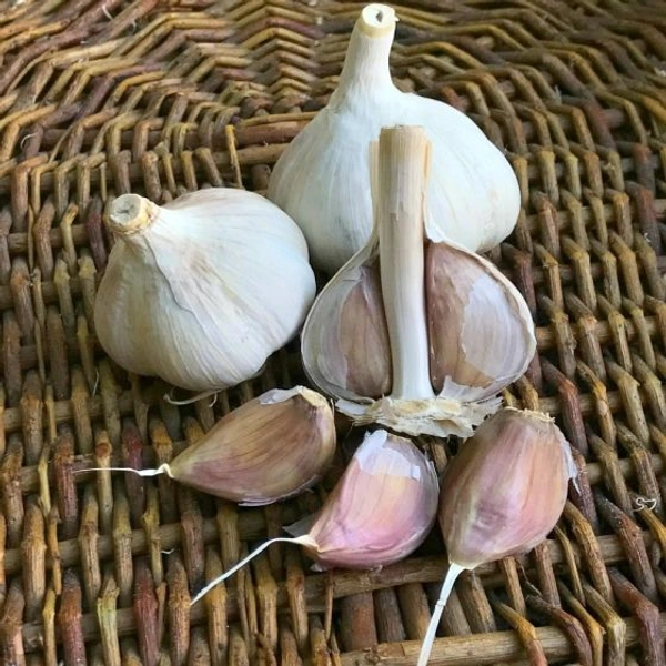 Garlic Small - Small