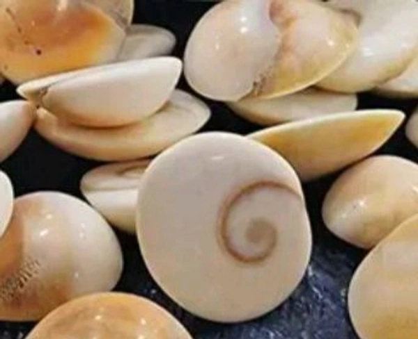 கோமதி சக்கரம் (4.5 Cm Dia) Big - Komathi Chakkaram Big - KOMATHI CHAKKARAM.