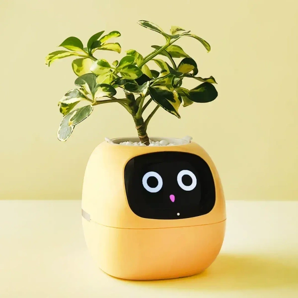 Buy It No MOQ Robot Guidance on Plant Care Adorable Plant Companion with Rich Gesture Interaction and Emojisb Smart Pet Planter - Japanese Laurel