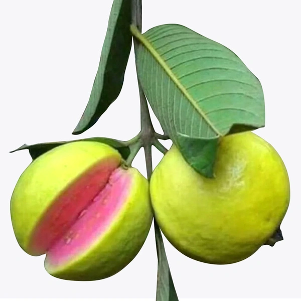Guava Thai Pink (Amrud) - 500 - 550 g