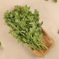 Mint (Pudina) - 100 gm