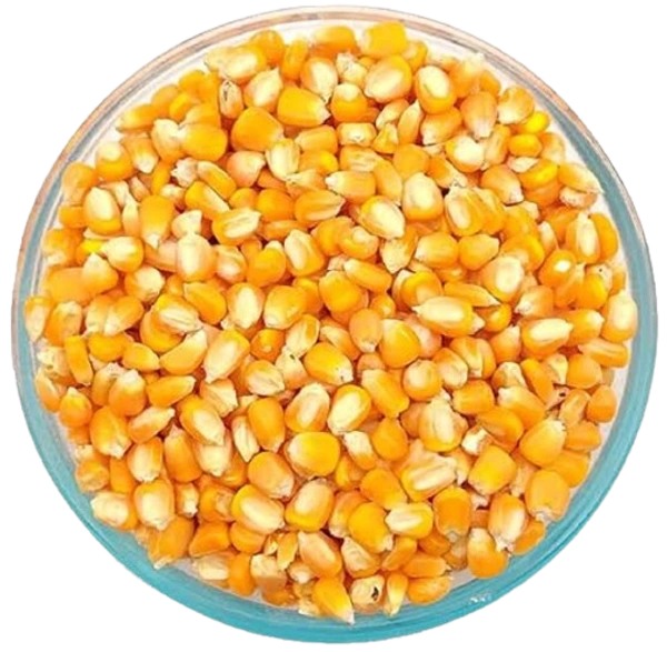 Makka Cholam, மக்கா சோளம் - 1 kg