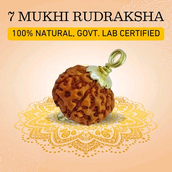 7 Mukhi Nepali Rudraksha - Saat Mukhi Rudraksha - सात मुखी रुद्राक्ष - Without Silver Pendant