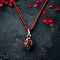 7 Mukhi Nepali Rudraksha - Saat Mukhi Rudraksha - सात मुखी रुद्राक्ष - Without Silver Pendant