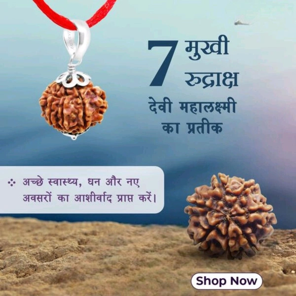 7 Mukhi Nepali Rudraksha - Saat Mukhi Rudraksha - सात मुखी रुद्राक्ष - Without Silver Pendant