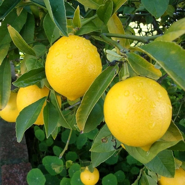 Lemon (Nimbu)