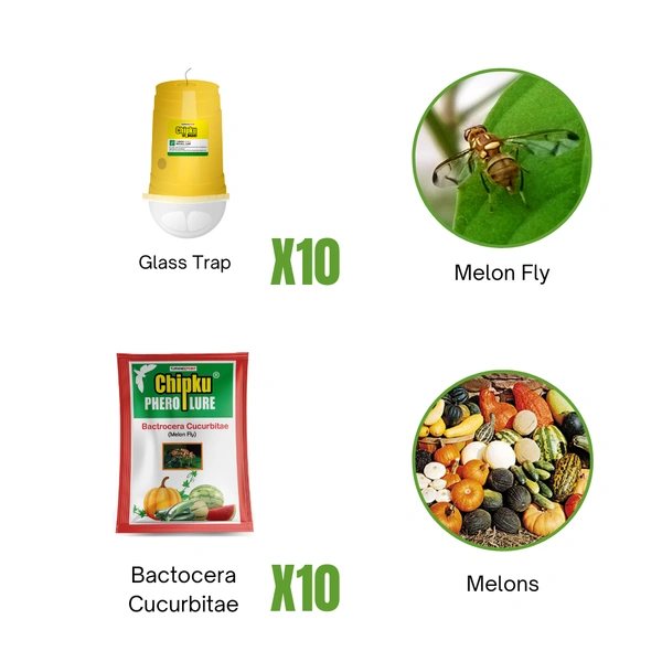 Melon Fly (Cucurbitaceous Crops)