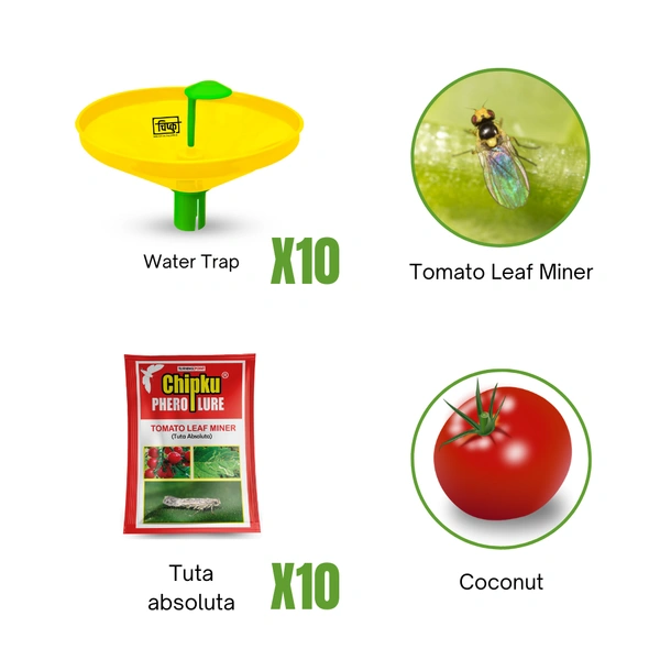Tomato Leaf Miner (Tomato)