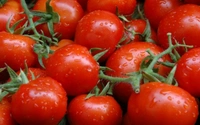 Fresh Tomato |ताज़ा टमाटर - Web Orange