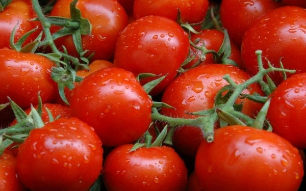 Fresh Tomato |ताज़ा टमाटर - Web Orange