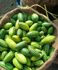 Organic Fresh Parwal 1 Kg - Japanese Laurel, Next Days Delivery, 250 Grams