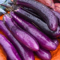 Baingan Organic Fresh Brinjal (बैंगन)# 500 Grams - Purple, 500 Grams
