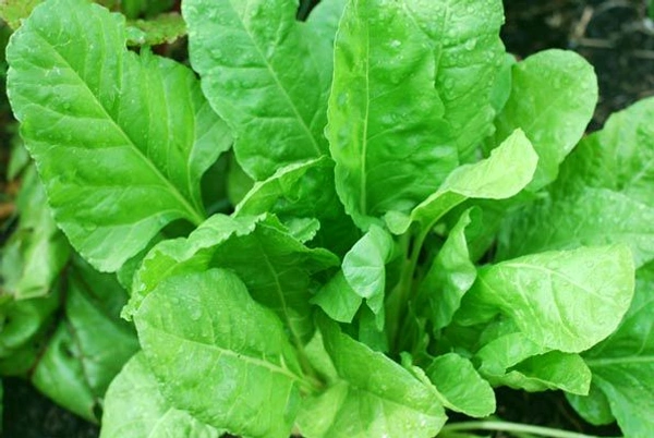 Fresh Palak (Spinach) Leaves 1kilogram - 1 Kg