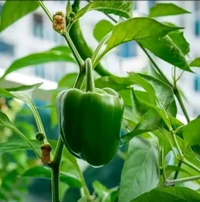 Green capsicum(Shimlamirch) Per Kg