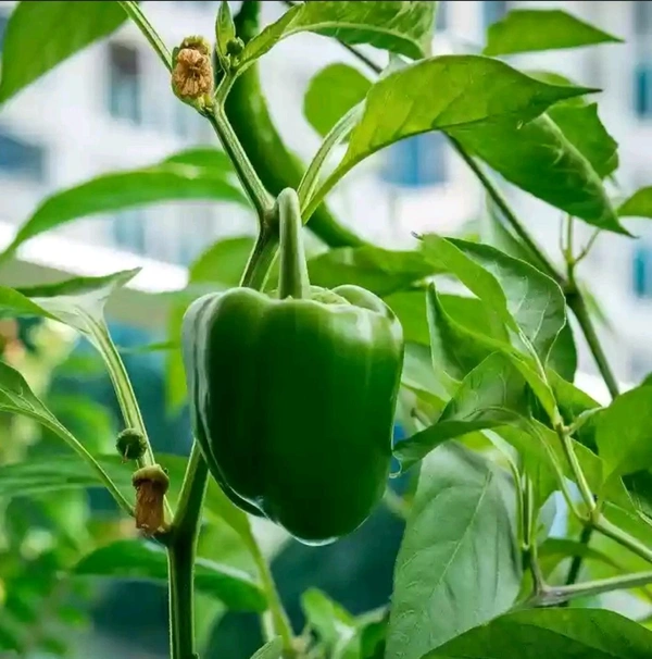 Green capsicum(Shimlamirch) Per Kg