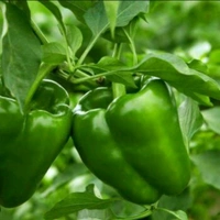 Green capsicum(Shimlamirch) Per Kg