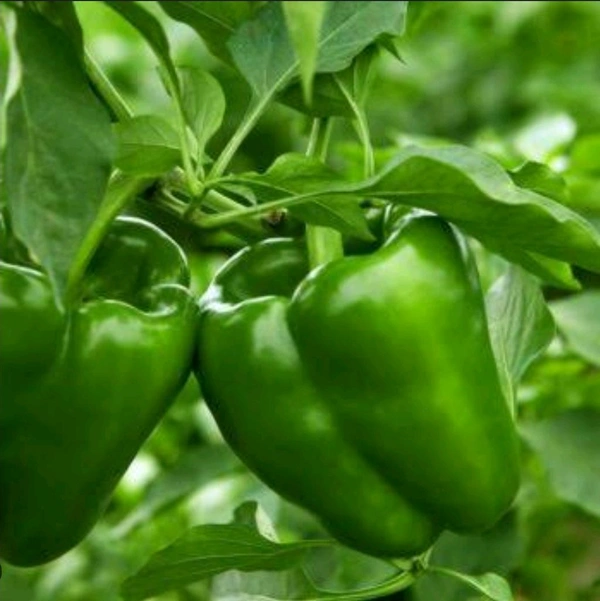 Green capsicum(Shimlamirch) Per Kg