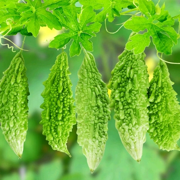 Krela  Farm Fresh Bittermelon(करेला) 1 Kilograms|Fresh Krela - Green, 1 Kiligrams, 1 Kilograms