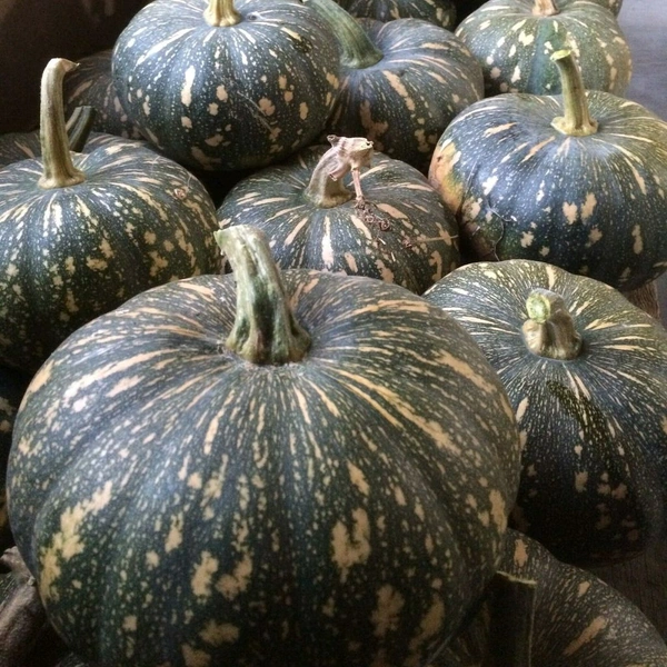 Kadoho Fresh Organic Pumpkin(कद्दू) 1 Piece  - 1 Kilograms