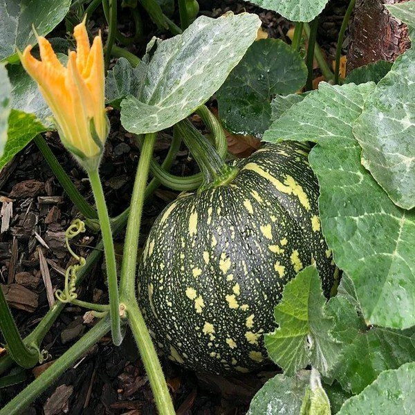 Kadoho Fresh Organic Pumpkin(कद्दू) 1 Piece  - 1 Kilograms