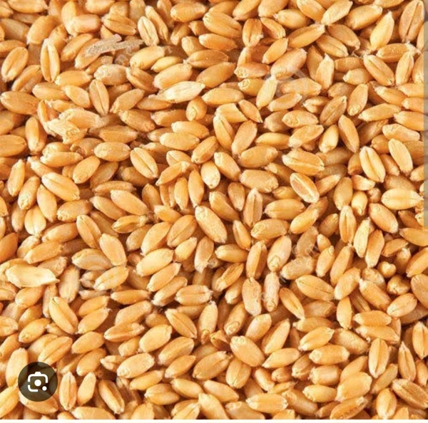 Grihlaxmi Salected Natural Wheet 10 Kg Pkt - Web Orange