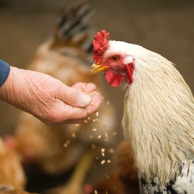 Chicken Feed