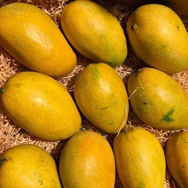 Hamam Mango - 2 Kg