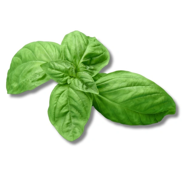 Basil Fresh - 100g