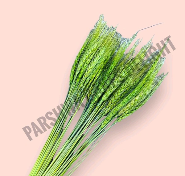 Wheat Grass - Mehandi Green, 10 Pcs Pack